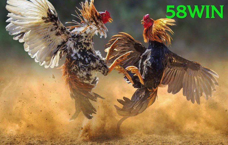 Đá Gà Trực Tiếp - 58win - Hiệu ứng đặc biệt
